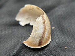 Helminthoglypta cypreophila