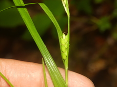 Carex planispicata
