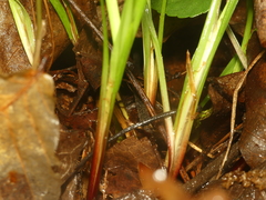 Carex planispicata