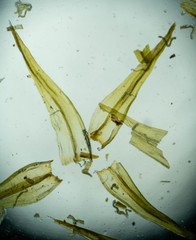 Racomitrium sudeticum