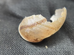 Helminthoglypta cypreophila