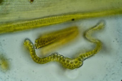 Racomitrium sudeticum