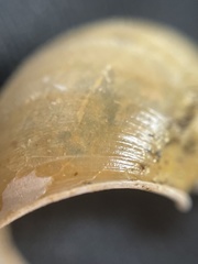 Helminthoglypta cypreophila