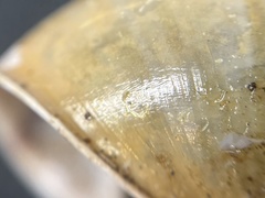Helminthoglypta cypreophila