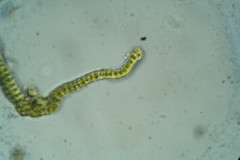 Racomitrium sudeticum