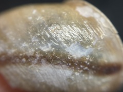 Helminthoglypta cypreophila