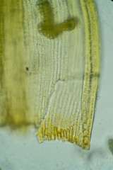 Racomitrium sudeticum