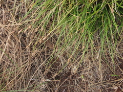 Carex serpenticola