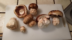 Agaricus lilaceps