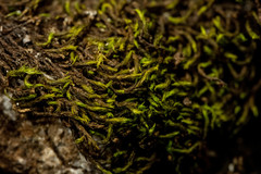 Racomitrium sudeticum