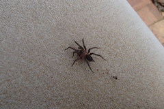 Paraembolides variabilis