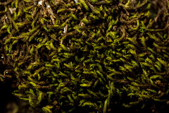 Racomitrium sudeticum