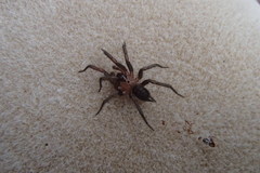 Paraembolides variabilis