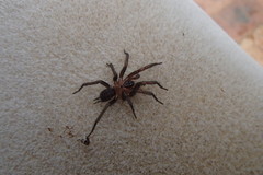 Paraembolides variabilis