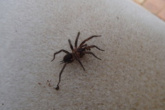 Paraembolides variabilis