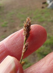 Carex serpenticola