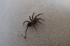 Paraembolides variabilis