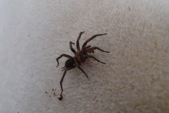 Paraembolides variabilis
