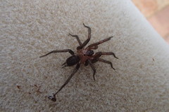 Paraembolides variabilis