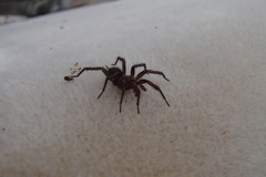 Paraembolides variabilis