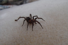 Paraembolides variabilis