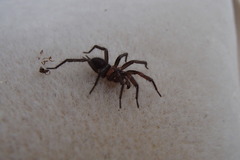 Paraembolides variabilis