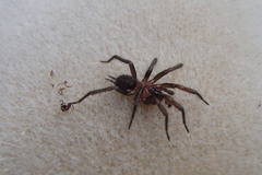 Paraembolides variabilis