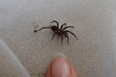 Paraembolides variabilis