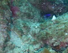 Mycteroperca rosacea