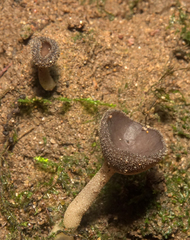Helvella fibrosa