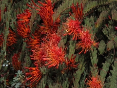 Tristerix longibracteatus