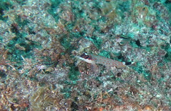 Crocodilichthys gracilis