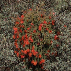 Tristerix longibracteatus