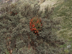 Tristerix longibracteatus