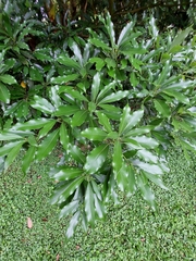 Machilus japonica