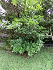 Machilus japonica