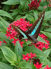 Graphium sarpedon