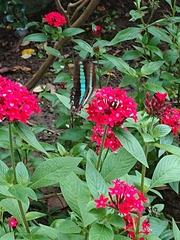 Graphium sarpedon