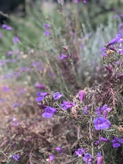 Penstemon heterophyllus australis
