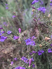 Penstemon heterophyllus australis