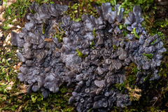 Physma byrsaeum