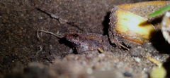 Microhyla mukhlesuri