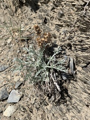 Artemisia furcata