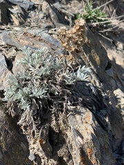 Artemisia furcata