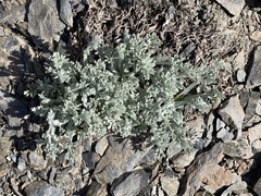 Artemisia furcata