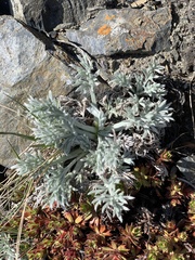 Artemisia furcata