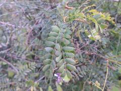 Adenopodia spicata image