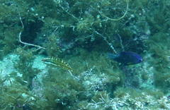 Halichoeres chierchiae