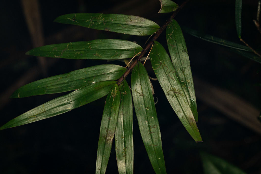Dendrobium fractiflexum Finet 4