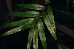 Dendrobium fractiflexum